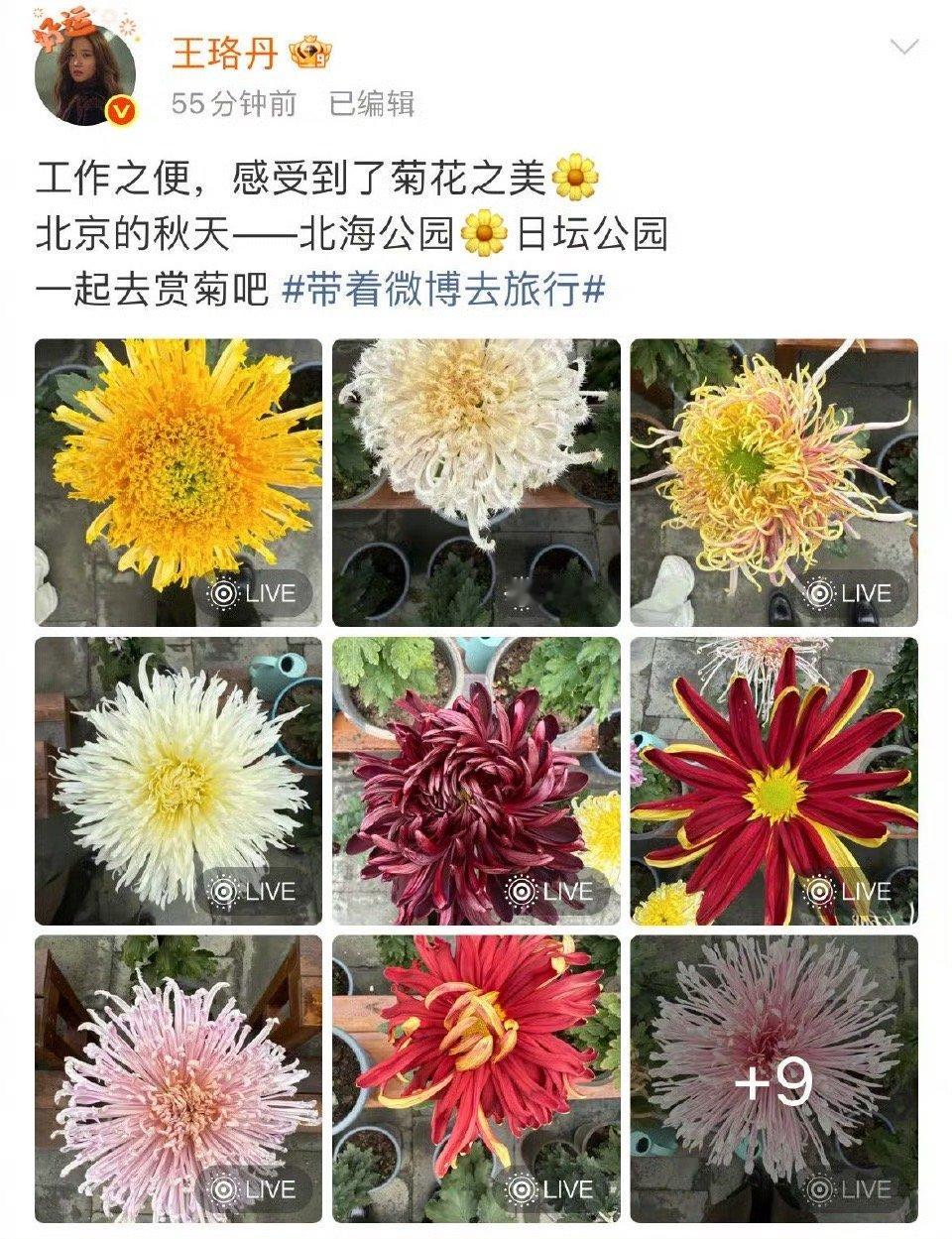 王珞丹分享巨型菊花 菊花够大，秋意够浓，跟着姐姐赏秋啦✨ ​​​