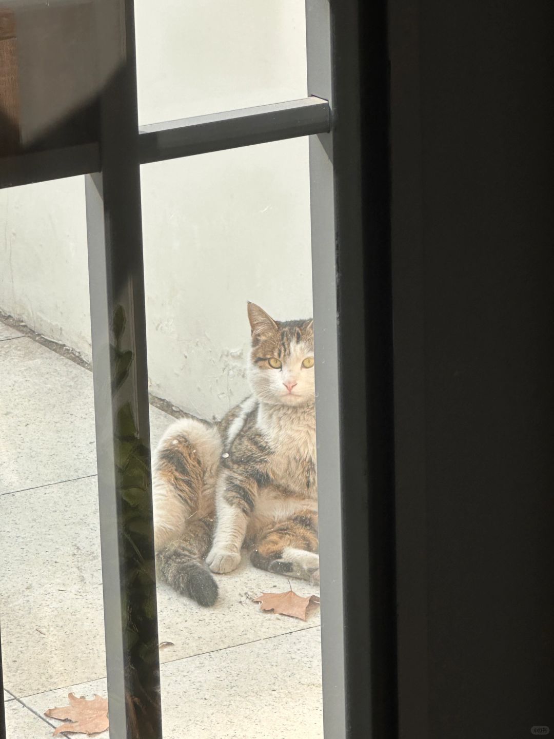 谁家正经猫这样坐呀