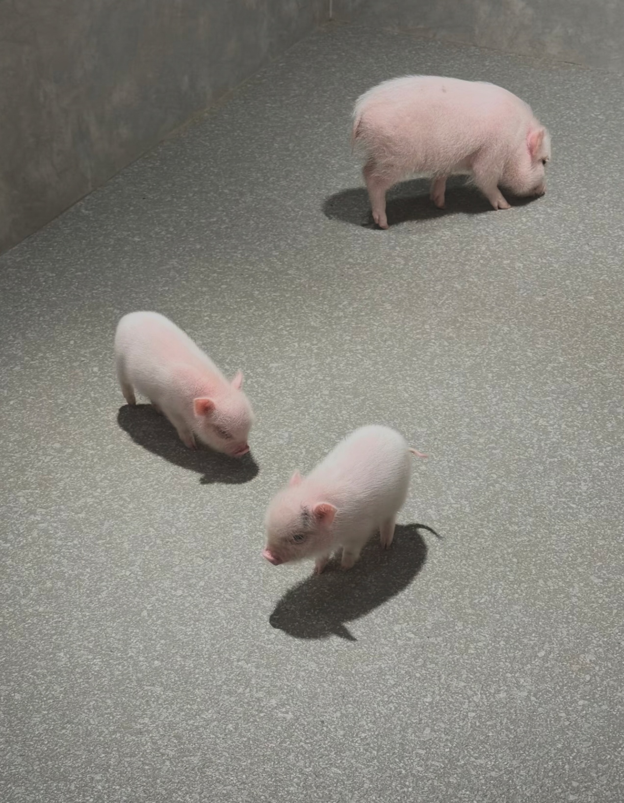 深圳为何没有小猪咖🐖 ​​​