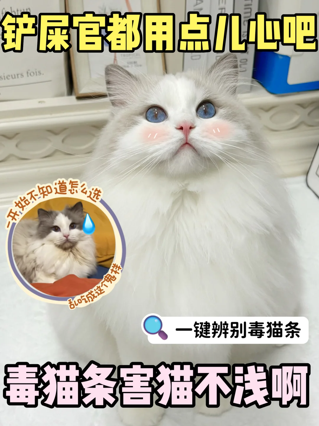 毒猫条真的别再乱买了