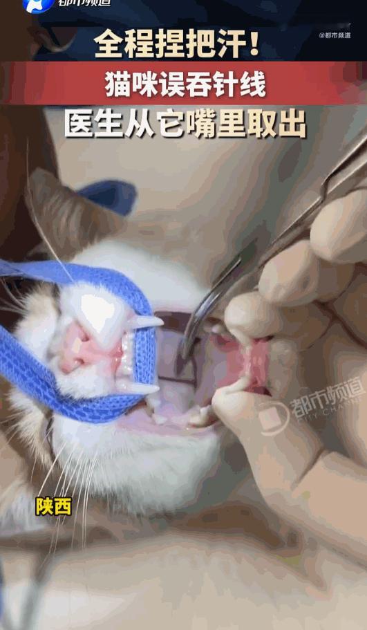 好奇心害死猫！陕西一家宠物医院里，一只猫咪把缝衣针连着长长的线塞进了嘴里，那根尖