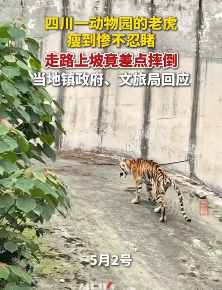 一网友发视频称在四川一动物园玩，发现老虎瘦的皮包骨，瘦的惨不忍睹，走路都摇晃！