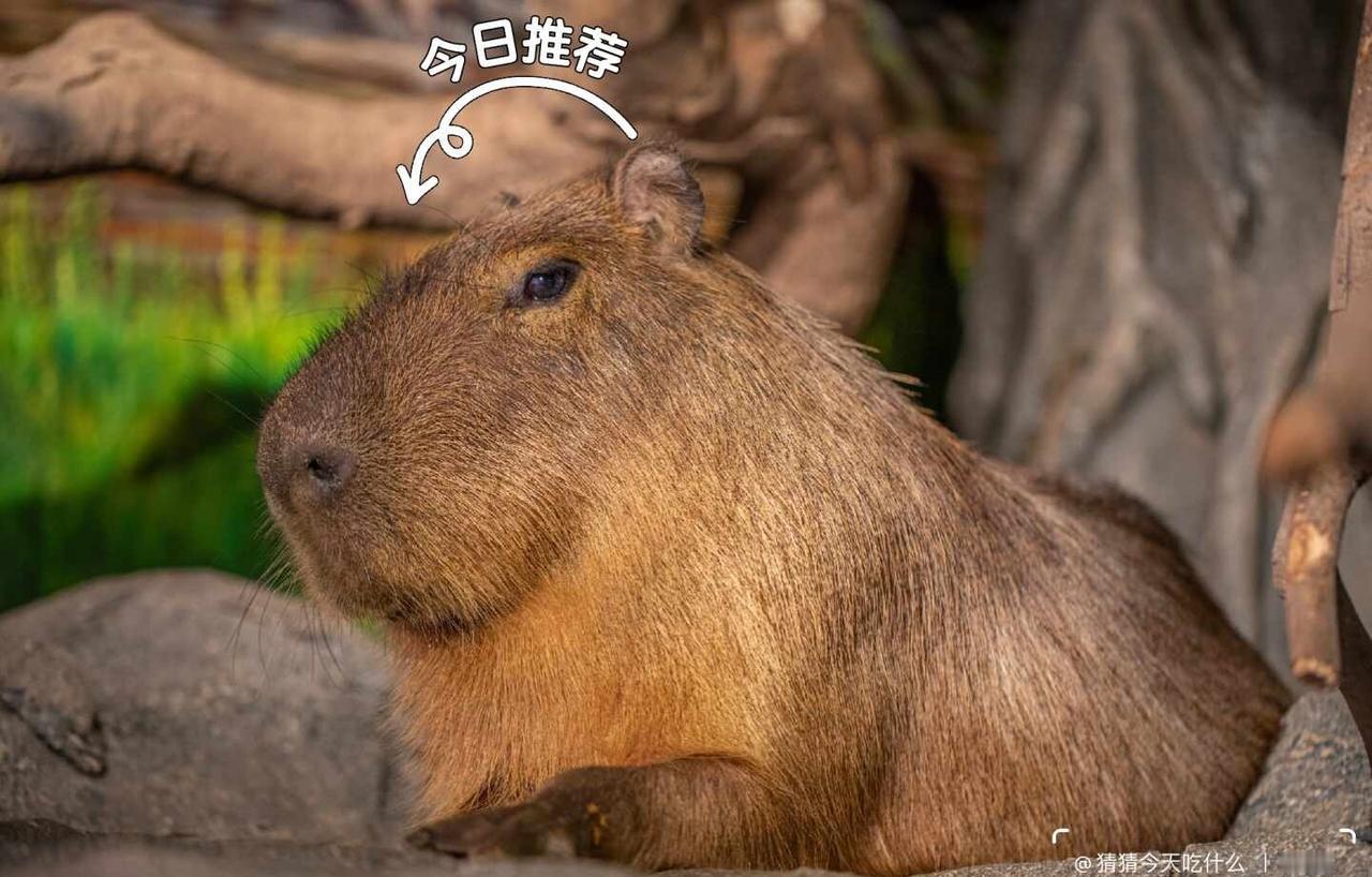 谁家还没个卡皮巴拉了
🌿广州正佳雨林馆｜闯入市中心的绿野仙踪🦥
	
刚解锁了