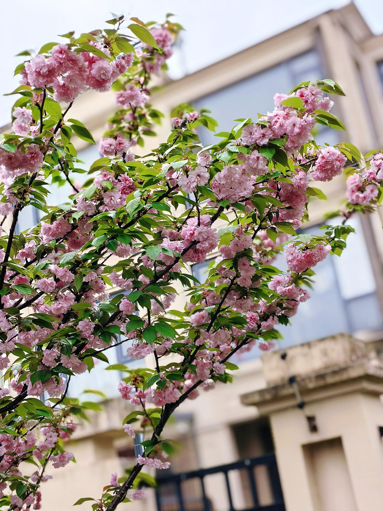 每朵花都会盛开～

它们是春天，
蹦跶出来的小欢喜。

花一开，
整个春天都软乎
