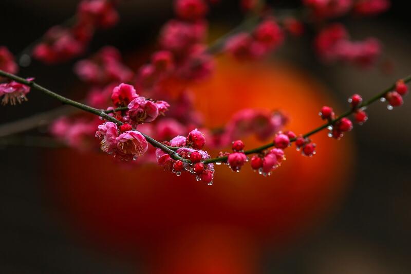 友这首写梅花的诗作着实绝妙！将笔下梅花傲立寒冬的坚韧刻画得入木三分。正如“不经一