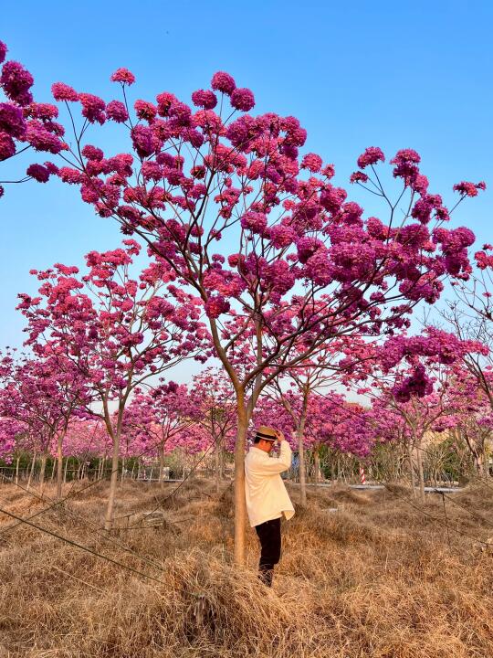 发现一大片紫花林🌸人少！放开了拍🤩（12/30