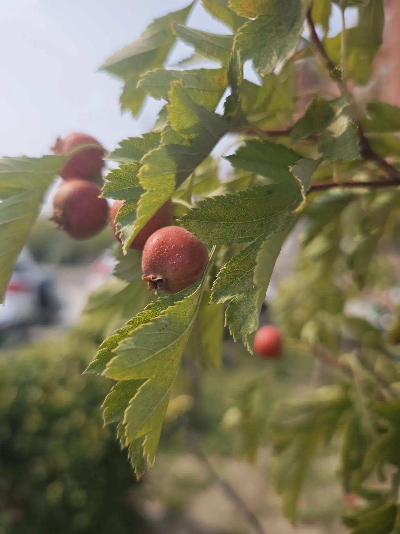 巴黎奥运会冠军安洗莹，在韩国队内曾长期为教练、前辈和资历久的队友干杂活，还被语言