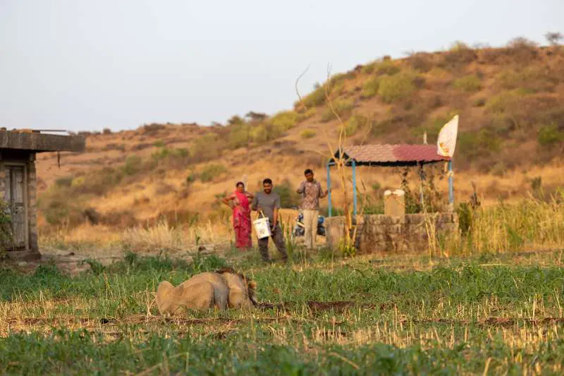 古吉拉特邦的人狮共存。是AI都画不出来的存在