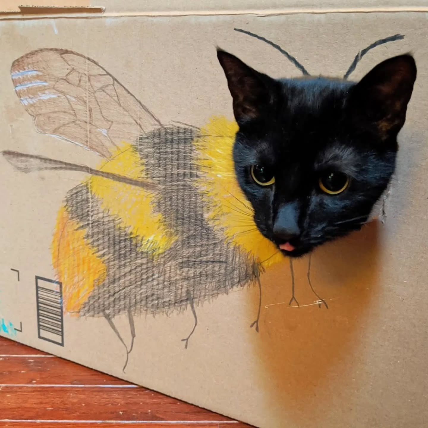 bee猫 ​​​