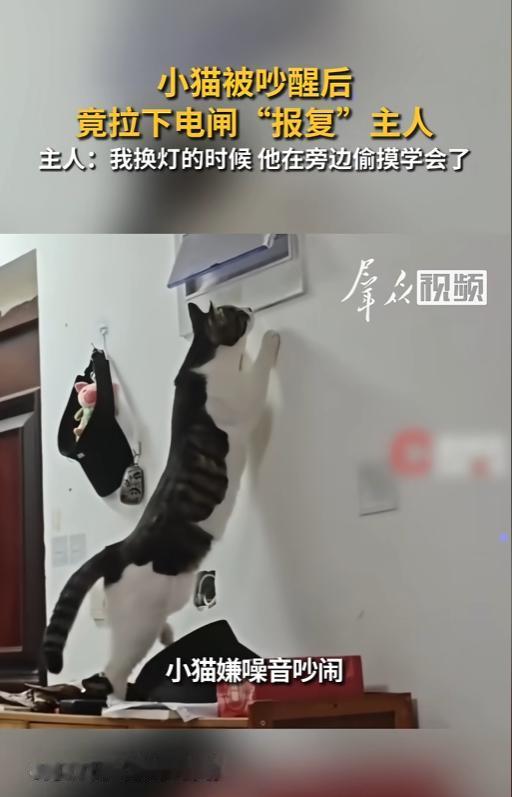 “成精了！”8月17日报道，河南郑州，大晚上的猫都睡了，男子却还在一旁打游戏，键