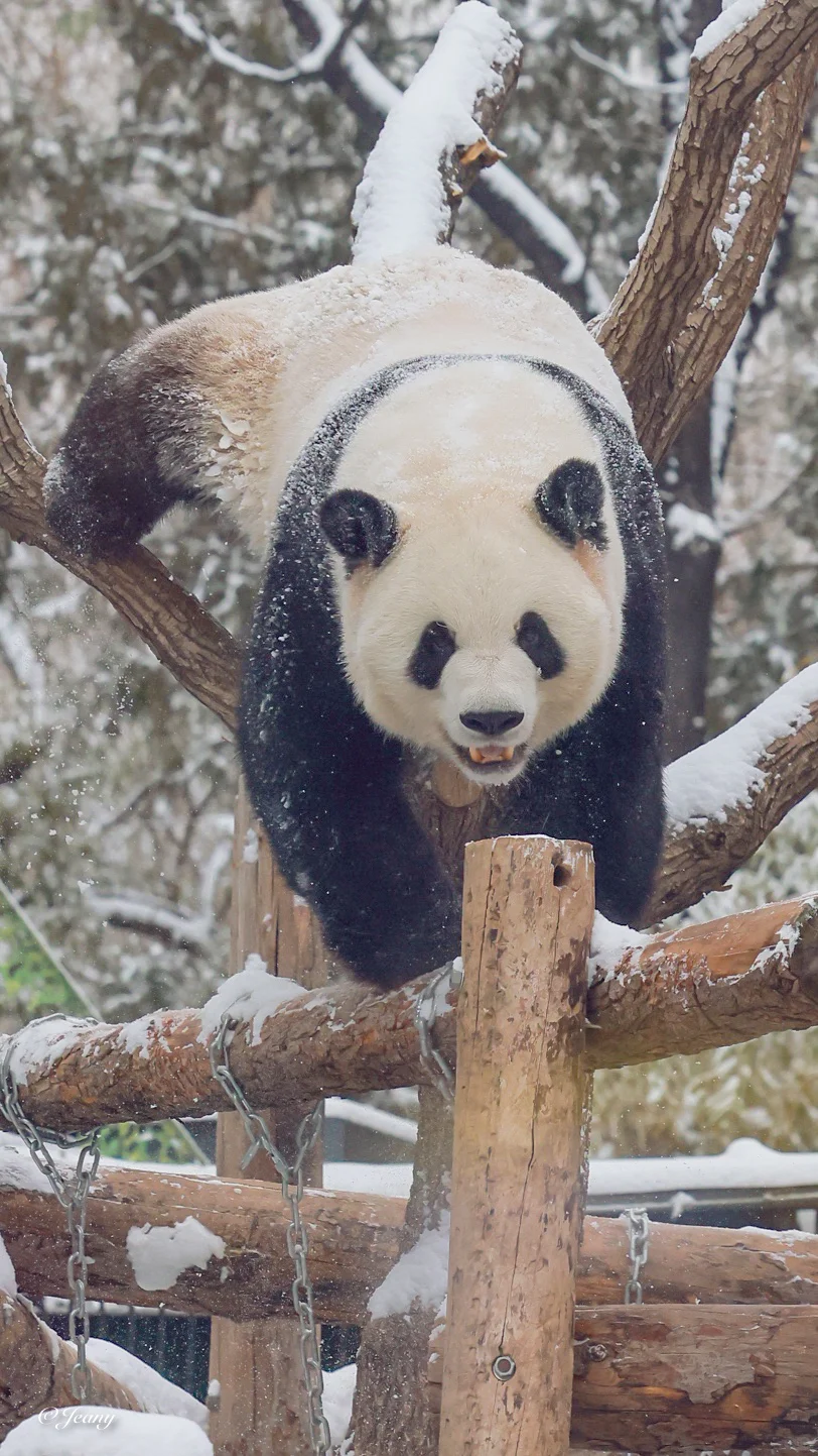 今日冬至😍雪佛兰萌兰也要吃饺子🥟吧🐼