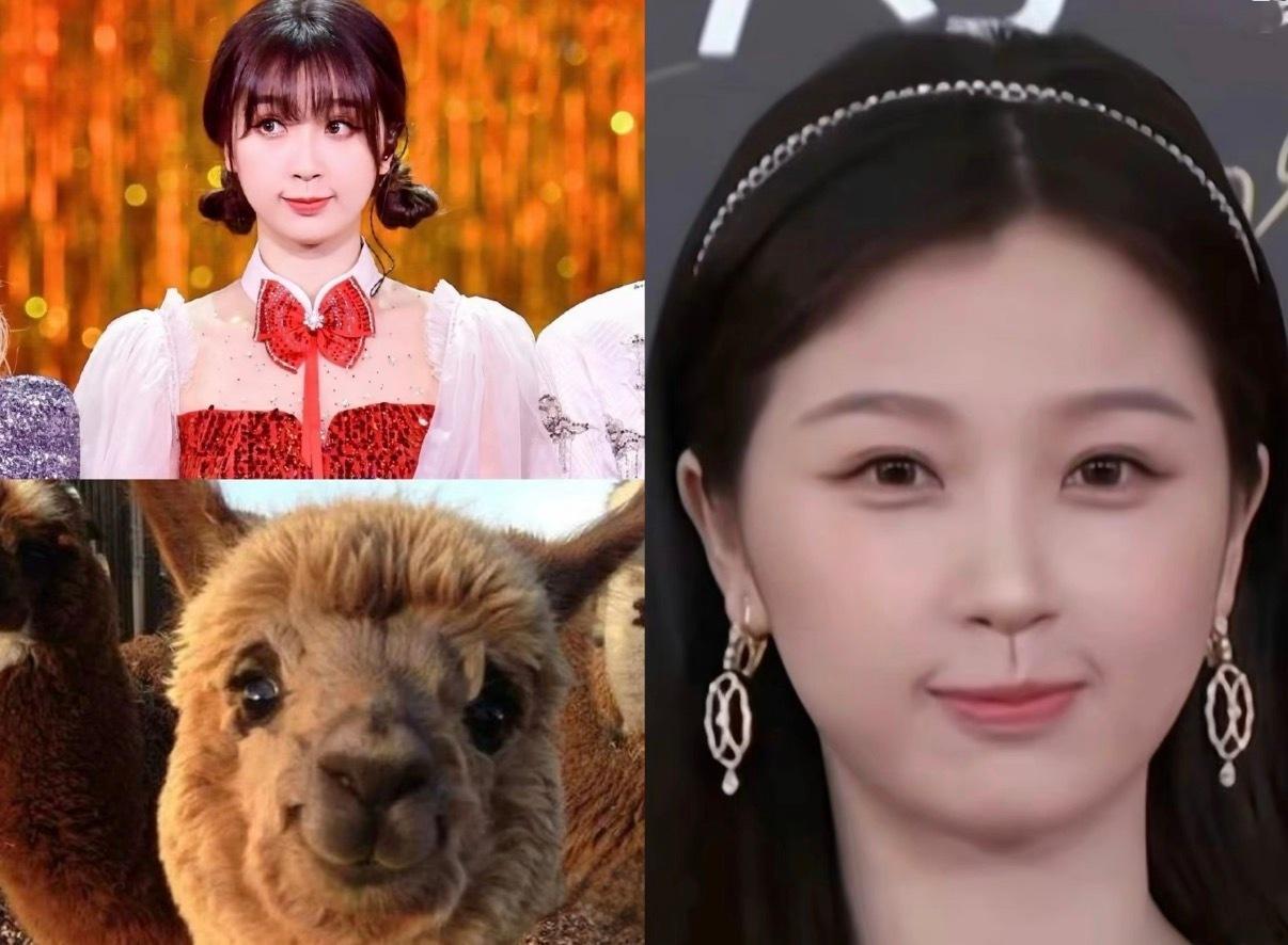 兔塑猪塑争到最后发现是羊驼塑赢了啊啊啊🦙 
