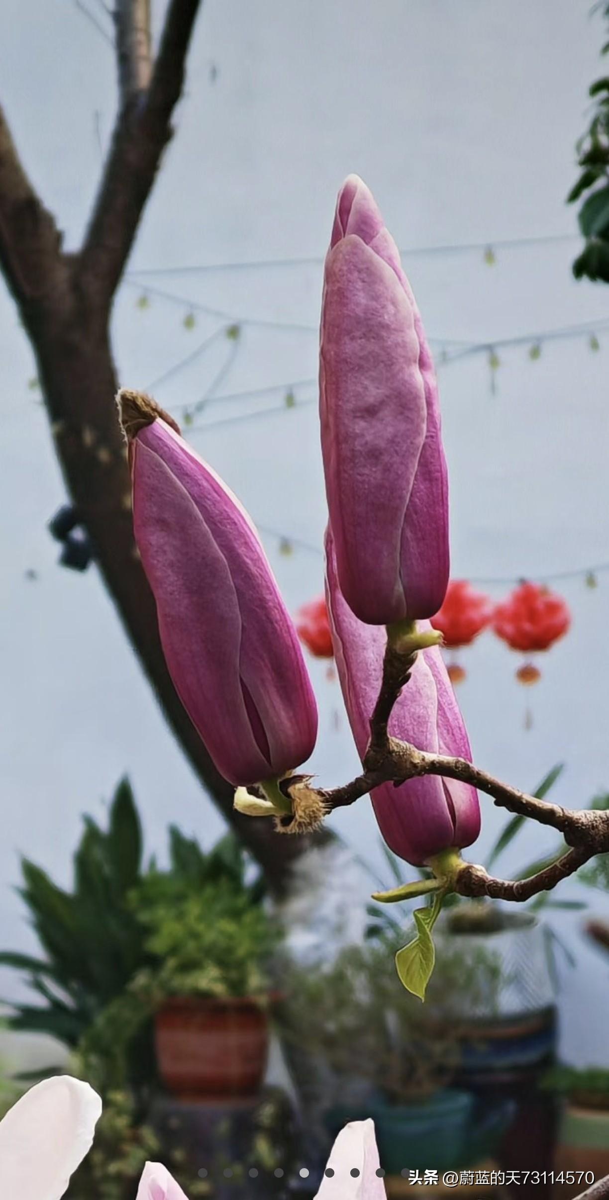 [玫瑰][玫瑰][玫瑰]紫玉兰是春天里一道绝美的风景。它不像白玉兰那般洁白、纯净