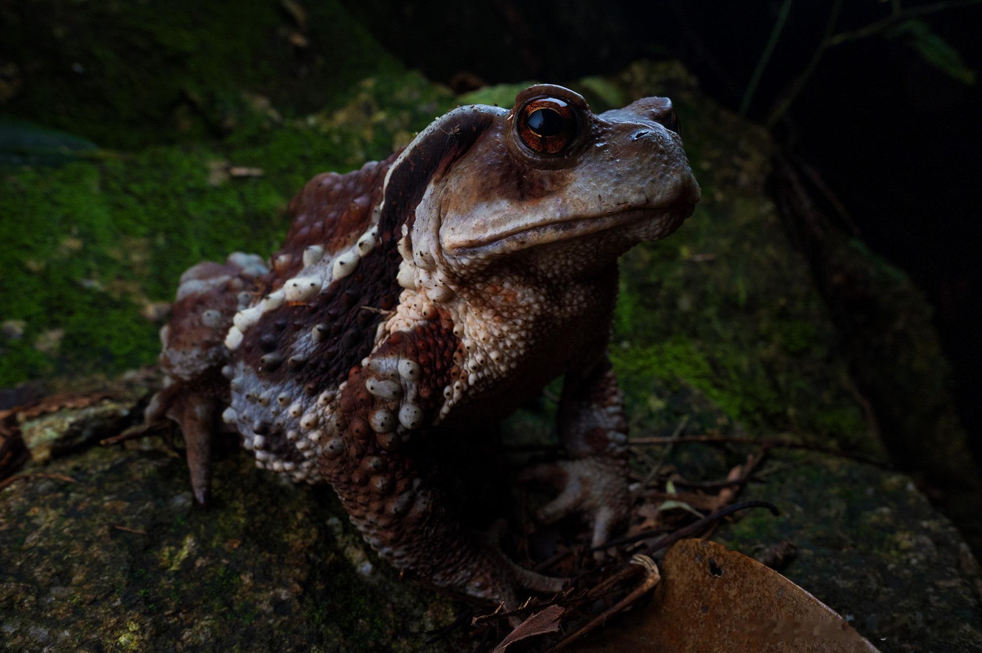 极品 Bufo gargarizans这只可能有1斤让我想起了20年前在广州，和