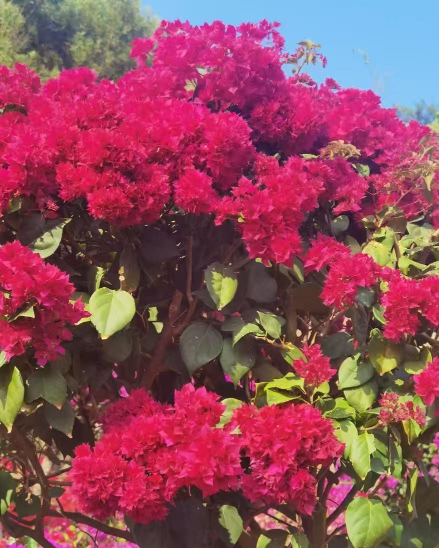 一计不成又生一计？
这戏码太滑稽了！
 
真的被整笑了！坚定拥护的卡通树老师和细