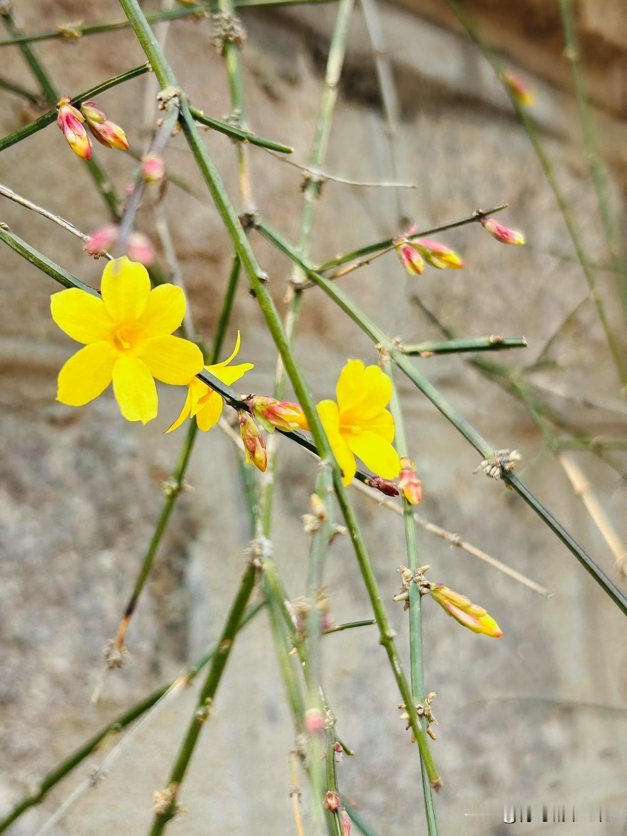 午后，路遇一中年精神病男子，肩扛一长木，大步流星、引吭高歌，路人多视如敝屣。同情