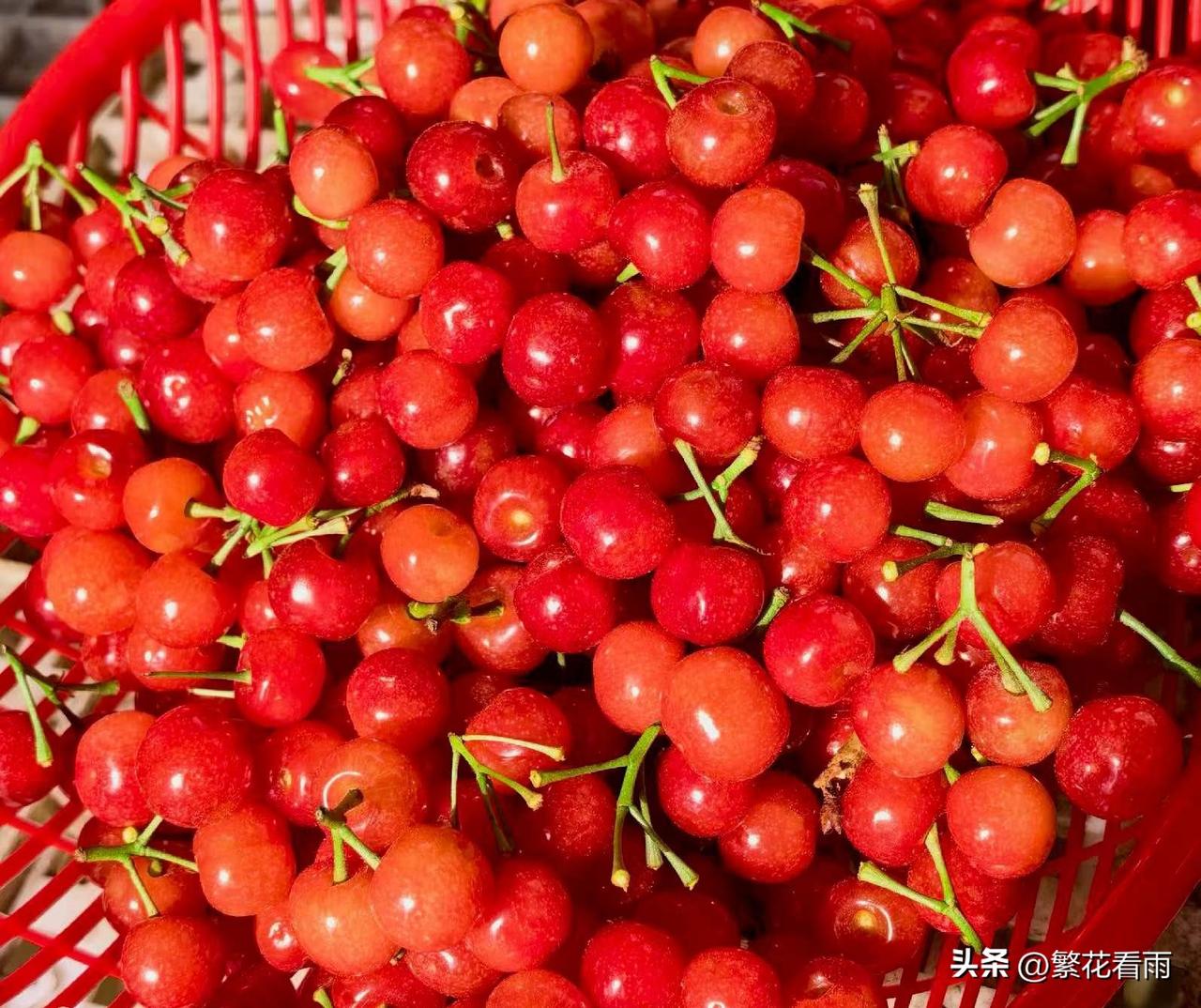 四月刚开始，街头就有樱桃售卖啦，老板说这是从攀枝花进的货。重庆本地樱桃还没成熟，