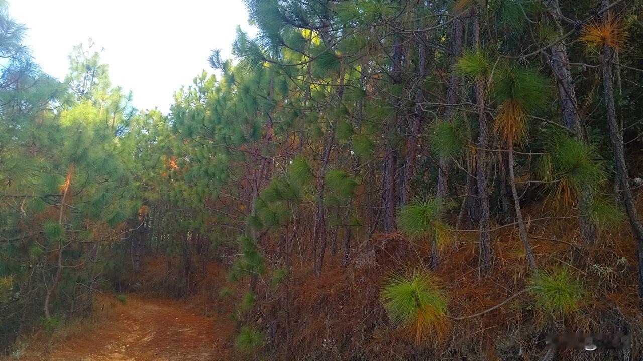 非常的一夜，一群不请自来的客人，让彝乡小村紧张了一夜。北上象群，拖儿带女，在家乡