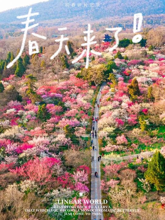 🌸南京梅花山赏梅+住宿全攻略！超详细！