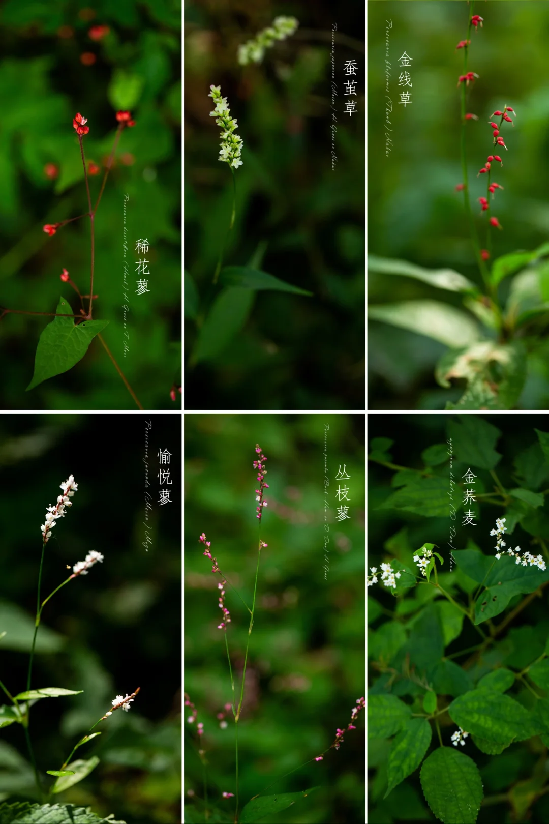 蓼花集|秋天的花