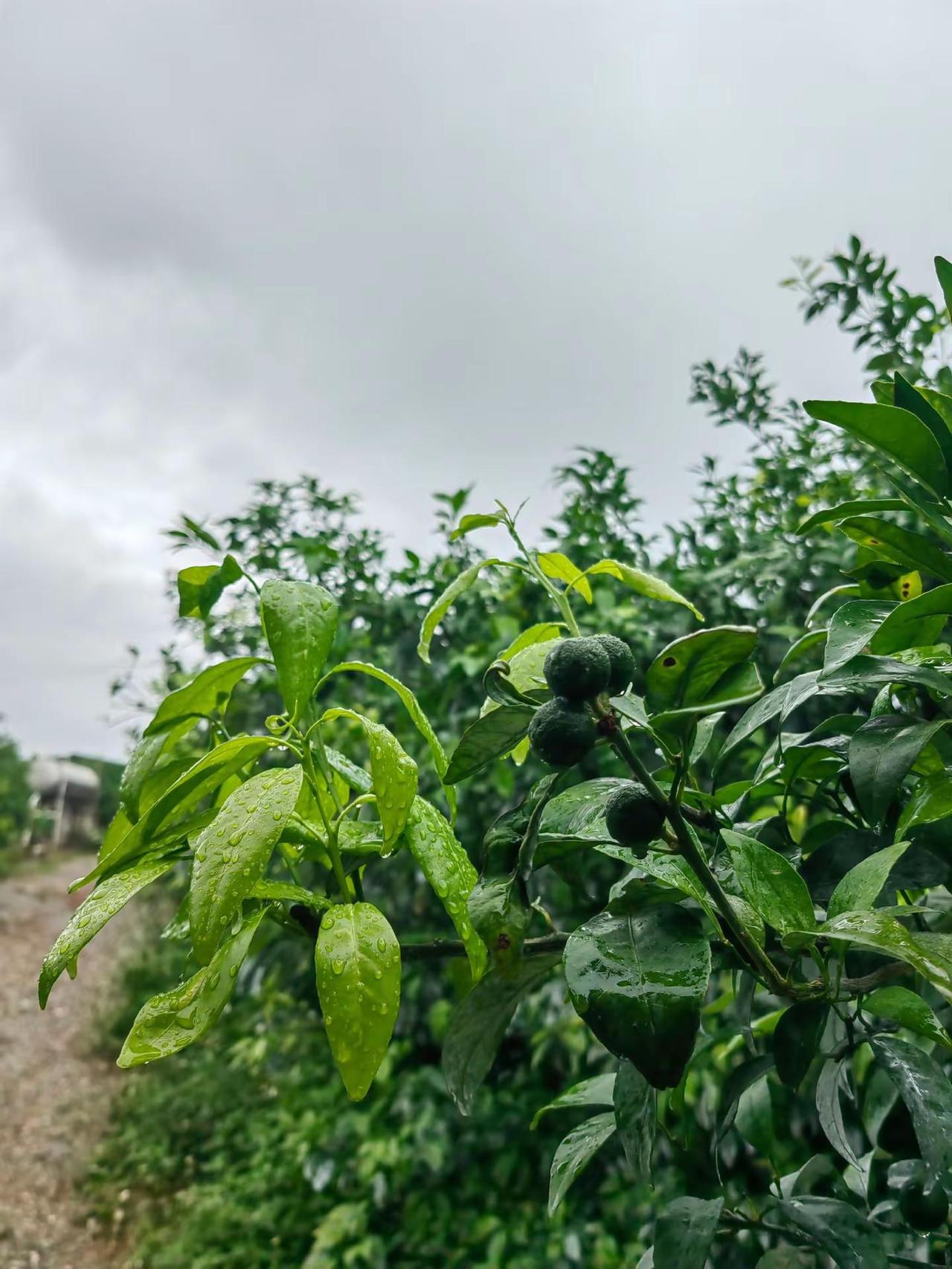 雨下透了，心也跟着踏实了。看着园子里的小沃柑，喝饱了水，蹭蹭往上长，就觉得，所有