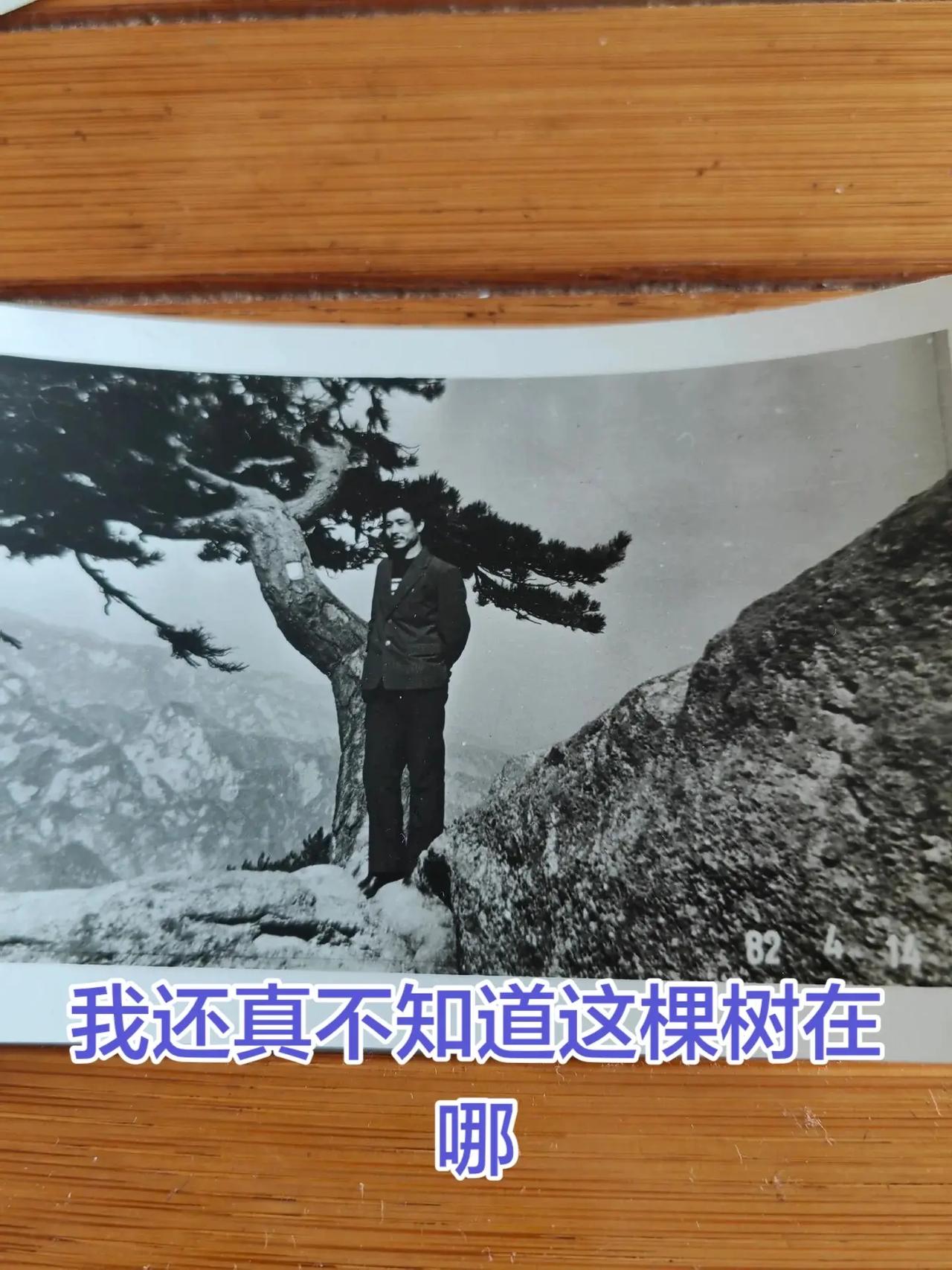 你能告诉我这棵树在华山哪里吗？珍贵照片 华山 华山西峰索道 @华山西峰大索道（太
