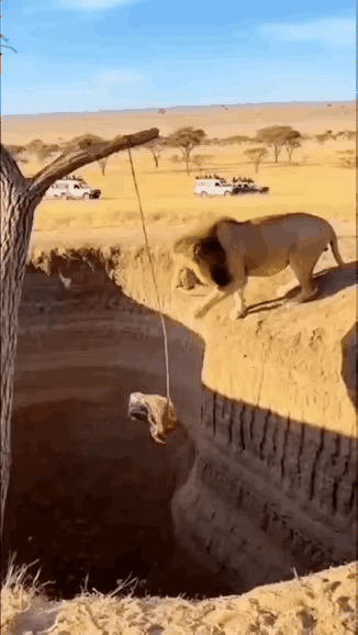 都看到是陷阱了还要去，这个狮子还真是饿疯了，这下懵了吧！