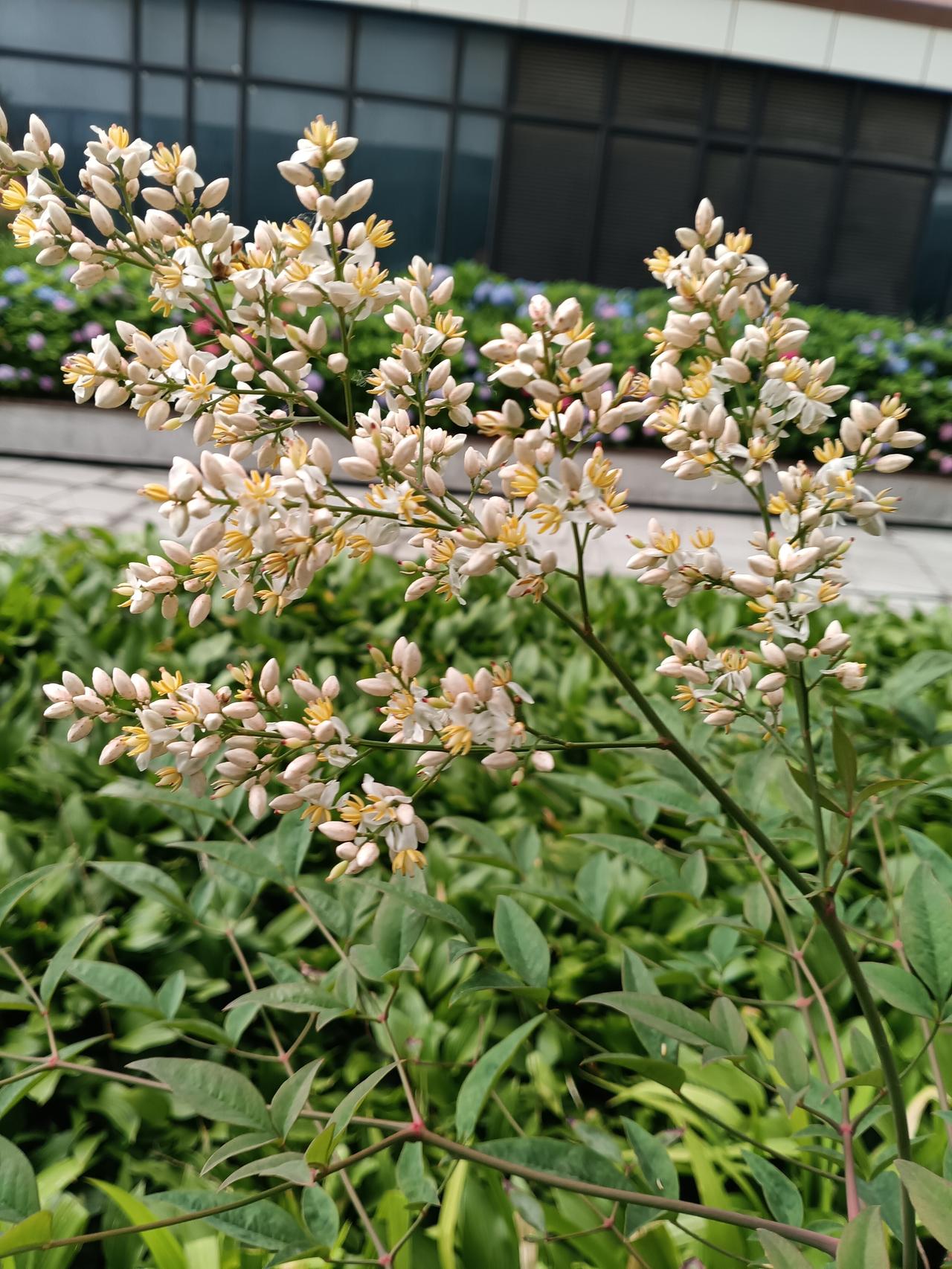 成片淡雅的南天竹白花缀满纤细枝桠，嫩黄花蕊藏于素白花苞间，层层绿叶相映，在楼宇前