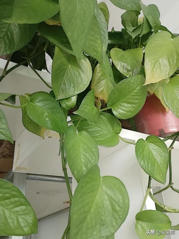 有必要，有人对自己的体重管理一点也不上心。
像我婆婆都快200斤了，一米六一的身