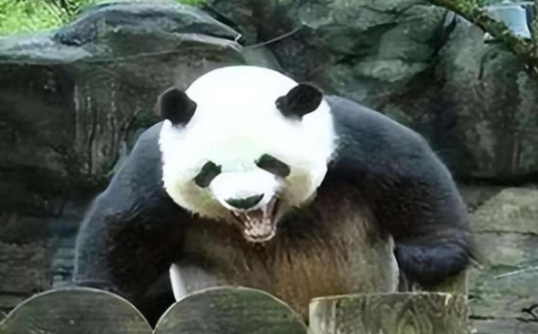 四川曾有老虎，为什么没吃大熊猫？一位65岁的护林员说：80%的人不知道，老虎就算