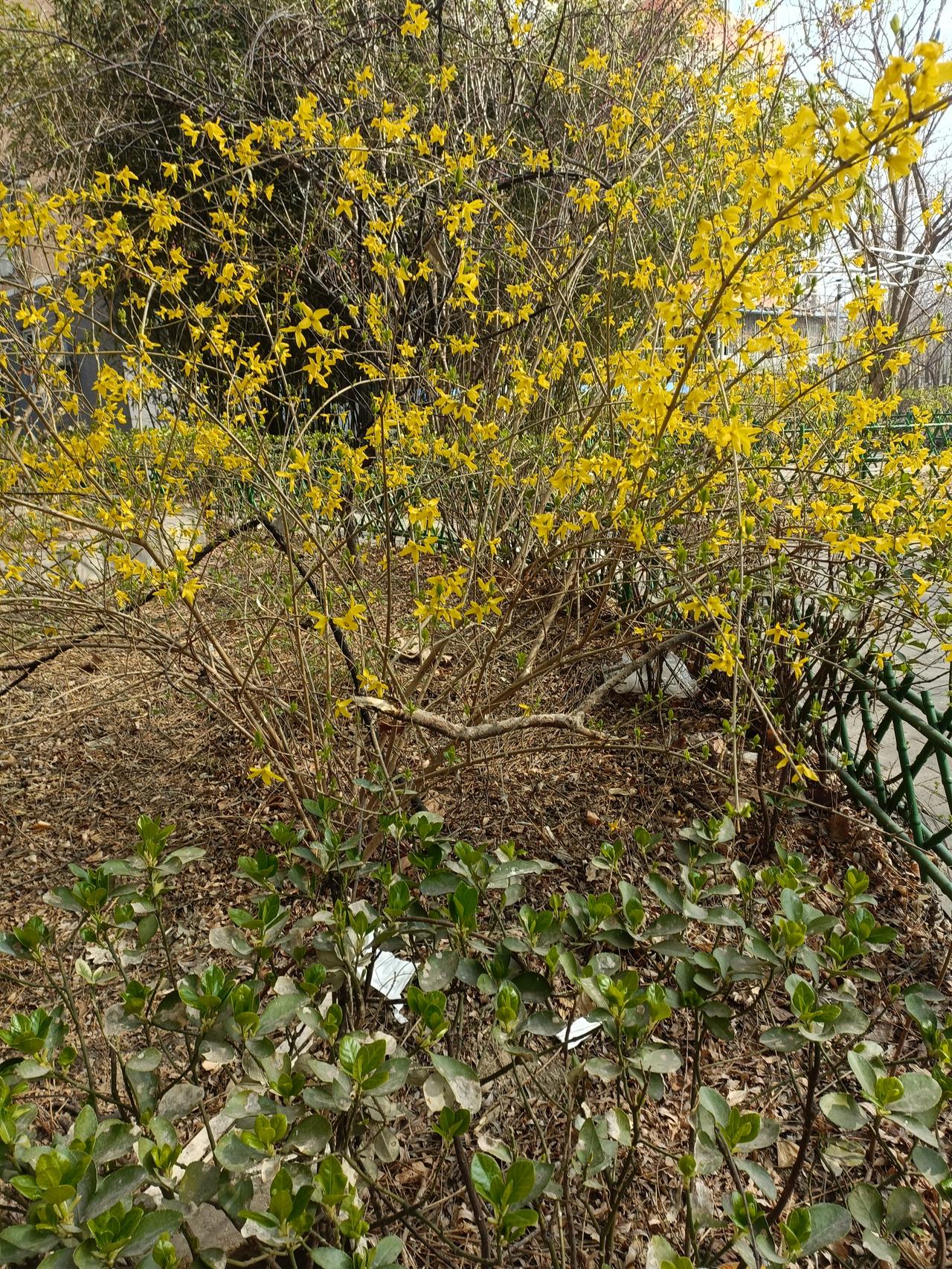 晒图笔记大赛早春的迎春花已经盛开