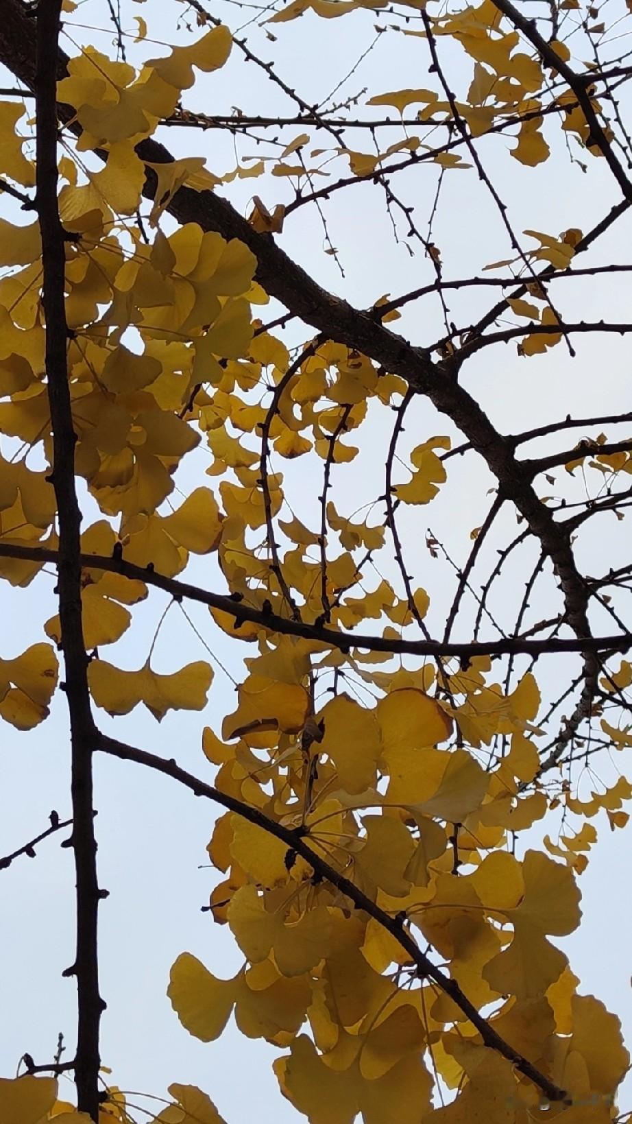 加拿大一位20岁女孩买彩票中了100万加元大奖。她去兑现的时候，彩票公司跟她说，