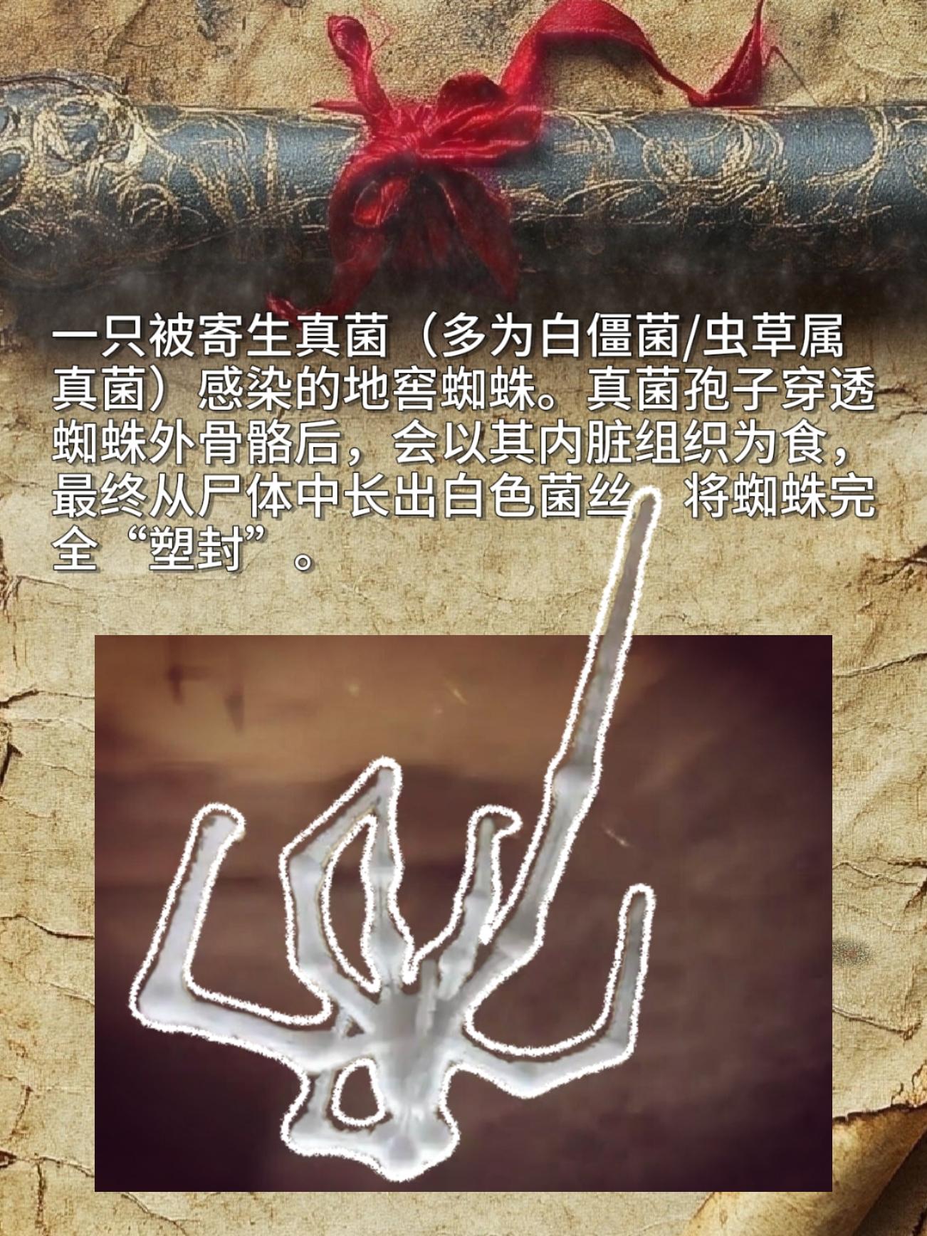 一只被寄生真菌感染的地窖蜘蛛。