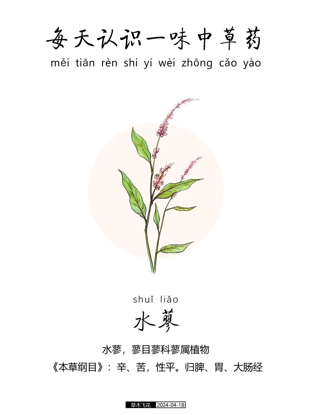 每天认识一味中草药-水蓼🍀