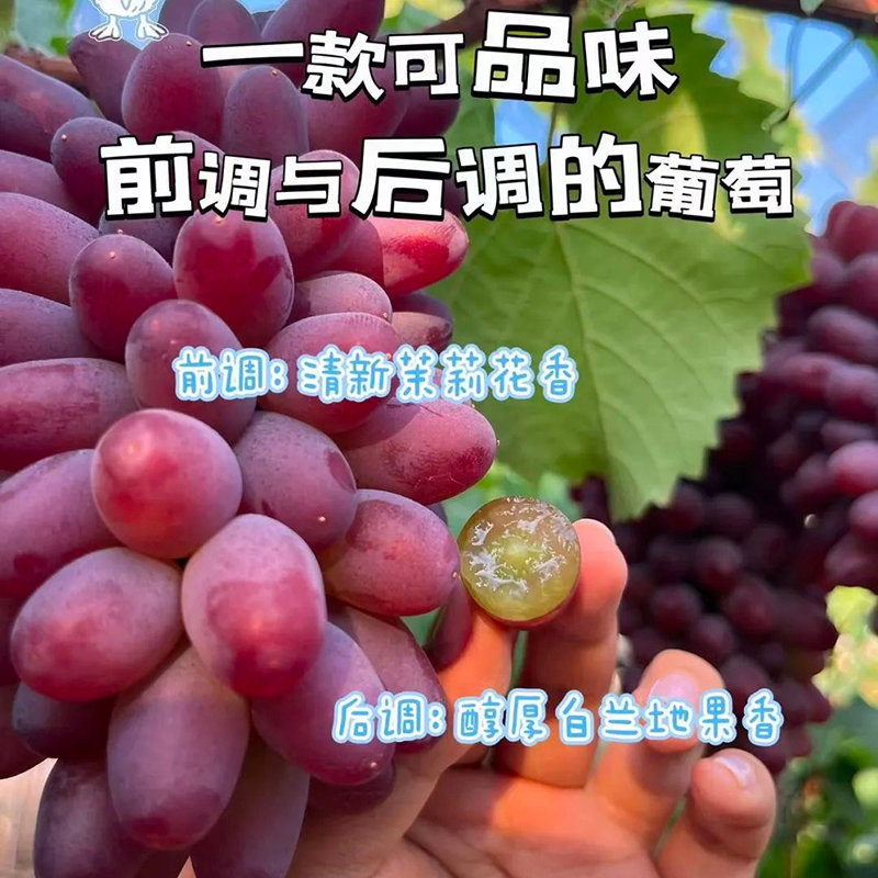 【云南茉莉香葡萄 | 一口爆汁的夏日限定甜蜜，邂逅舌尖上的花韵芬芳】🌿云南高原