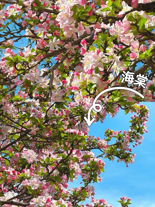天津❗这里的海棠花园完全没❗有❗人❗
