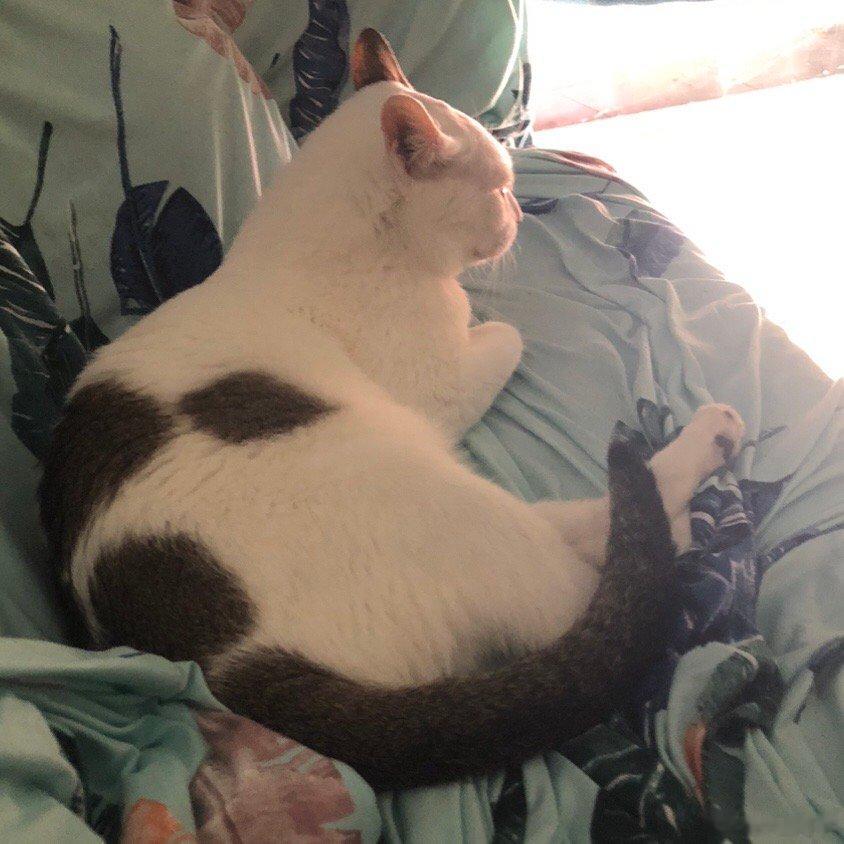 好耀眼的光#萌宠那些事[超话]# ​​​