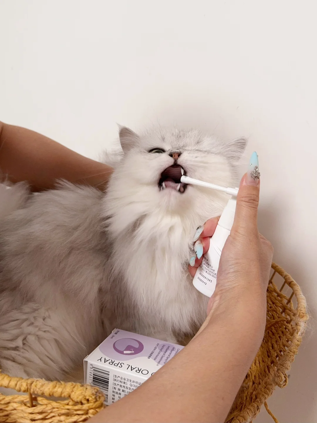 守护我方猫猫口腔健康！