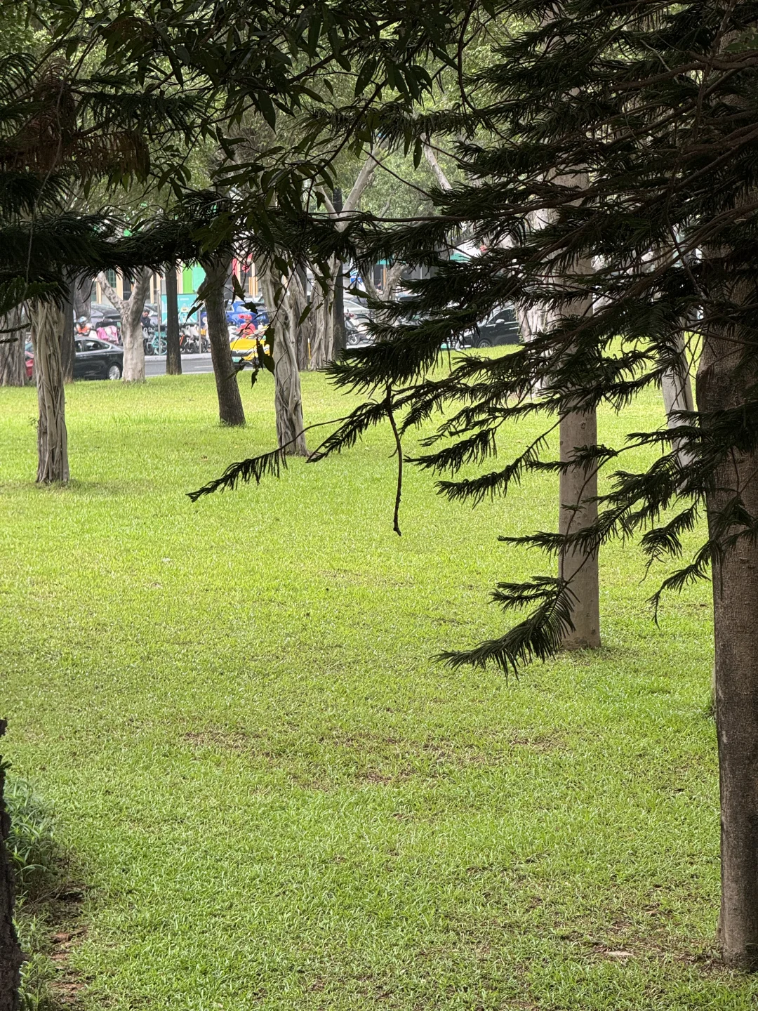 科韵路天桥边这草地是给天选牛马的吗