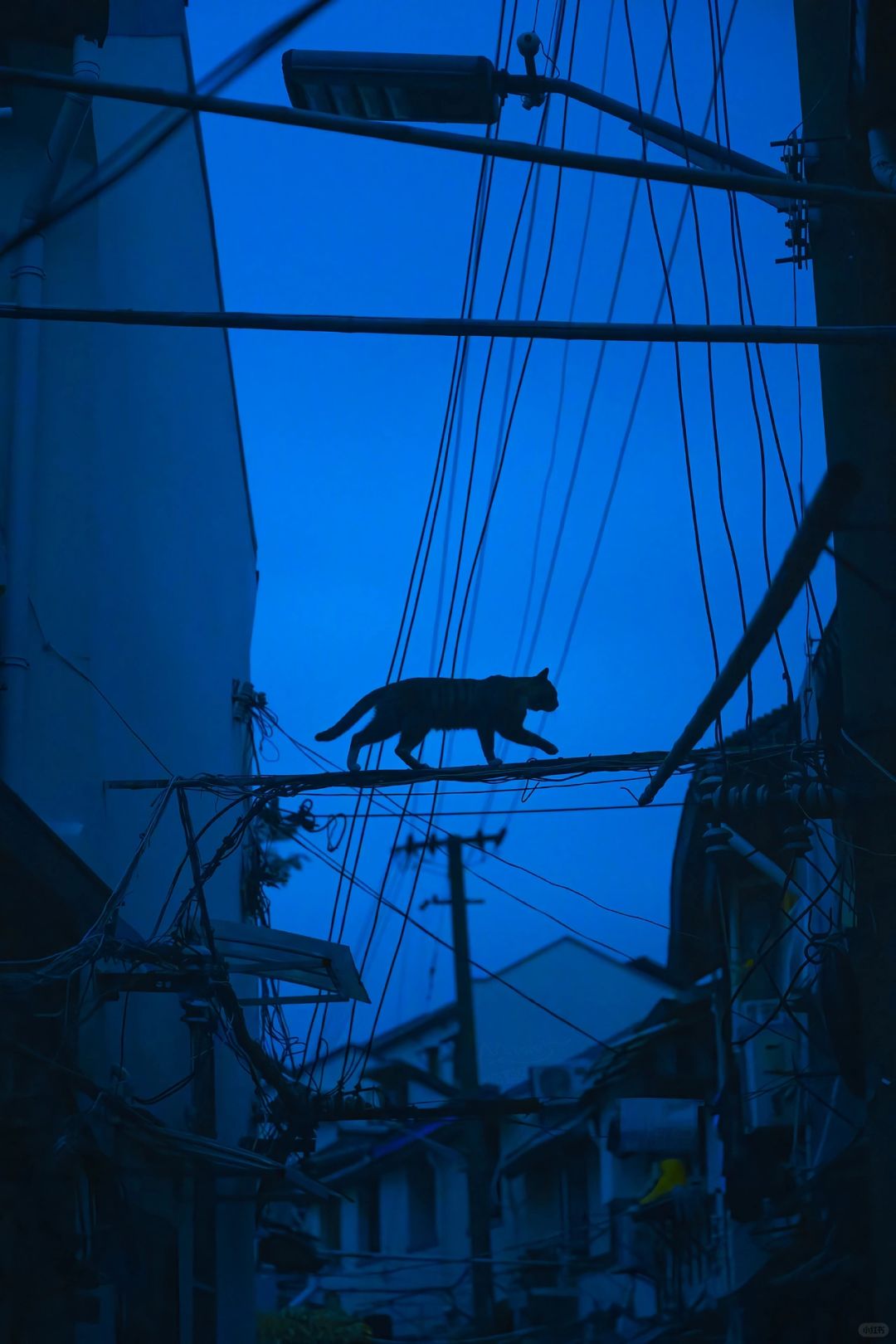 上海弄堂里走杆回家的猫
