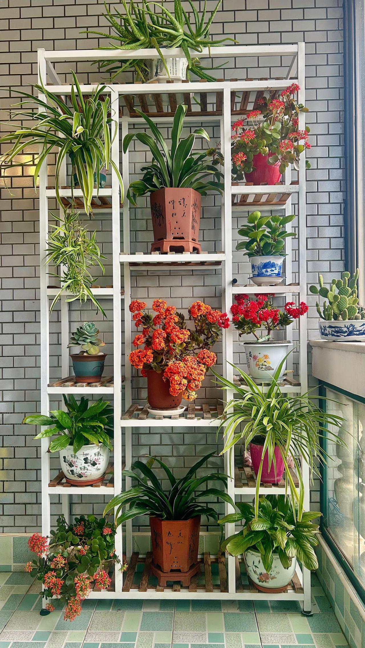 治愈系花卉分享咱家阳台花柜上常年摆放着各类花花草草，闲来种花植草，小憩时品茗欣赏