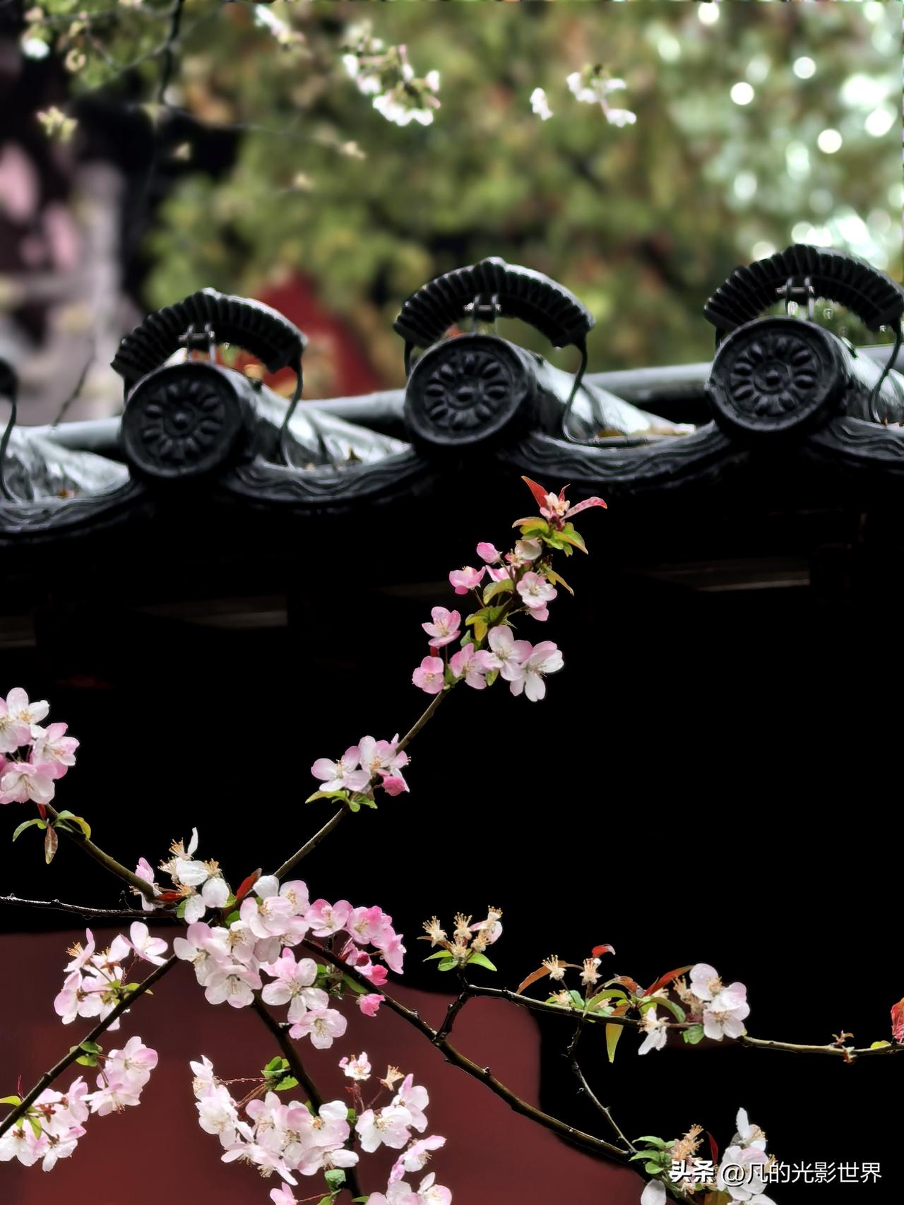 3月24日我在苏州寒山寺拍到了雨中海棠花。姑苏的雨水滋养着这些花朵，让它们带着江