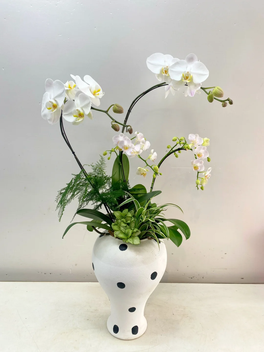 每日做一款与众不同的兰花No.291