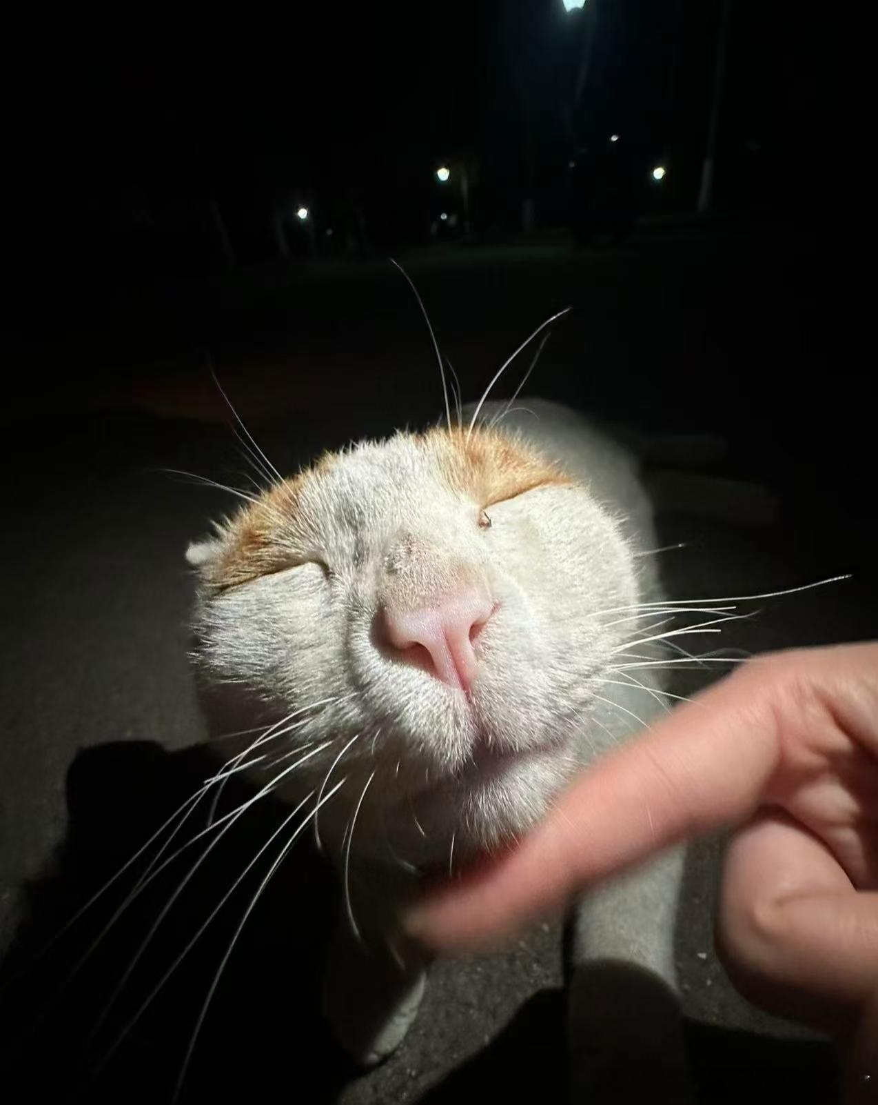 50045【丑猫】瓜皮世界上没有比你更丑的猫了 
