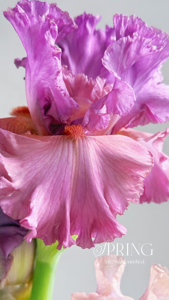 德国鸢尾⑨｜雾紫摇曳