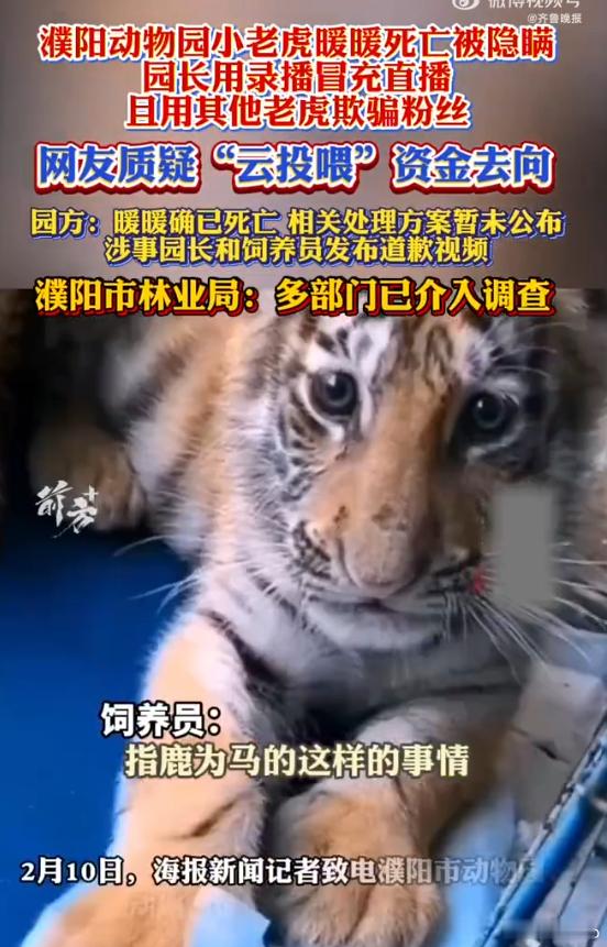 园长用录播冒充直播隐瞒小老虎死亡 这不是zp吗..  一点儿也不尊重生命！ 