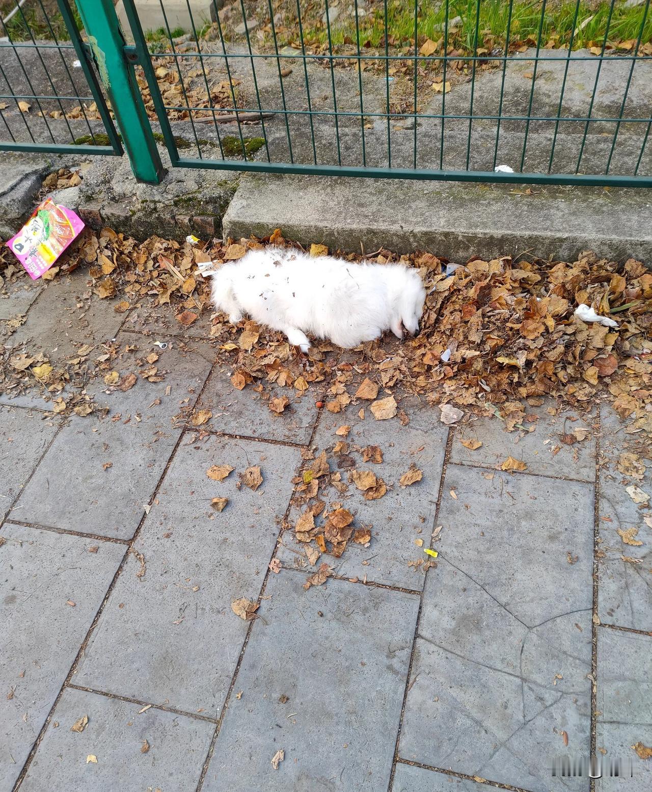 太可怜了！一位老奶奶养了一只狗狗，平时也是照料有加，打理的非常干净，雪白的毛发一