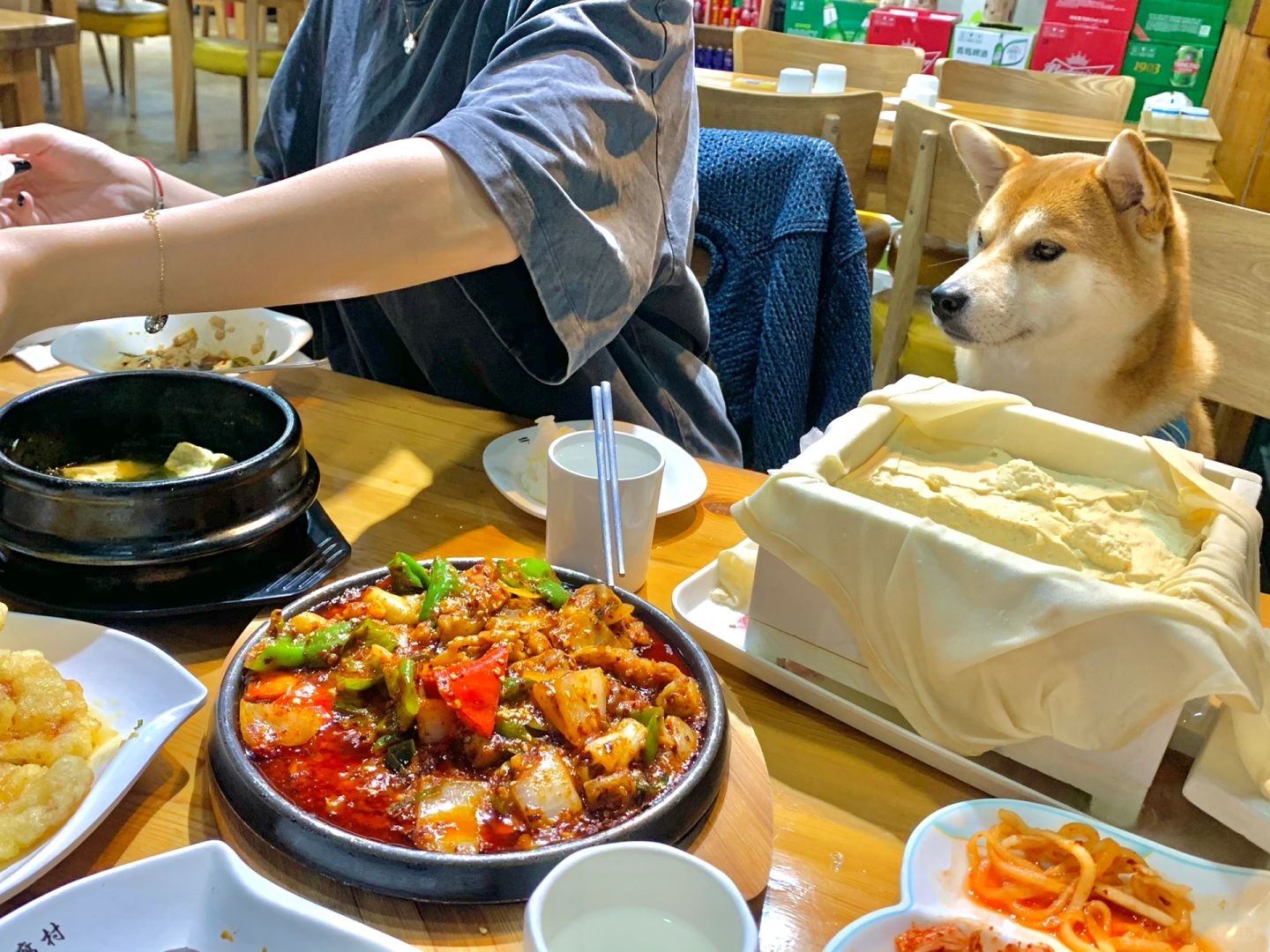 上海宠物友好餐厅打卡🍴（8/100）