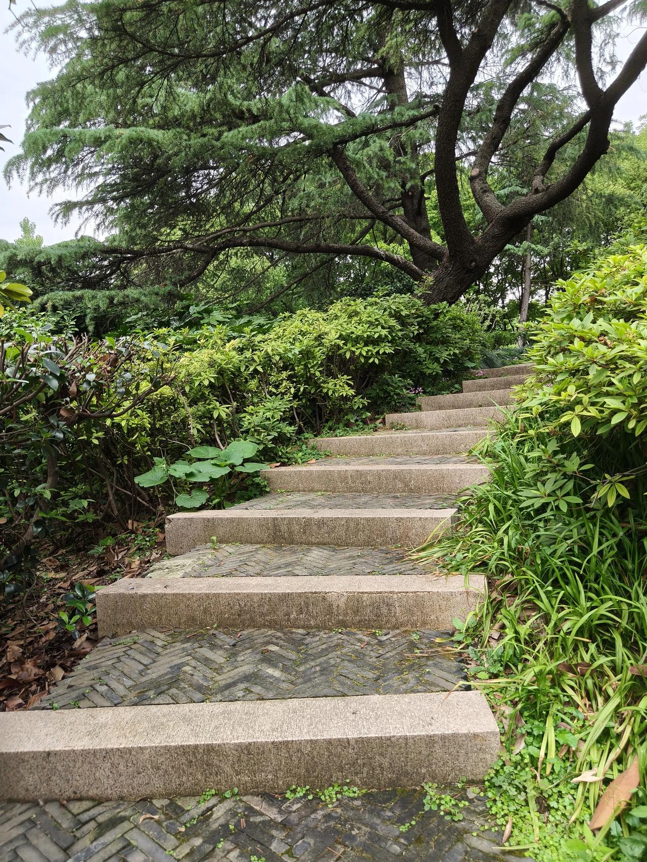 初夏美景随手拍实景图分享！

延中广场公园，延中绿地🌿

这个地方真好，人少环