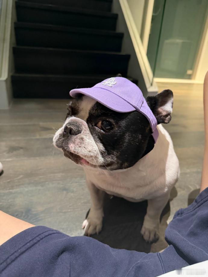 想魂穿鹿晗的猫了，对猫猫也太好了吧，侧脸的角度真的是神颜呀，这张脸没有死角呀 